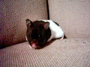 My hamster Lucy on the couch.