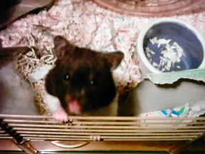 Picture of my hamster Lucy