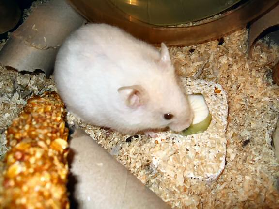 Picture of my hamster Lucy enjoying her yoghurt in a cucumber bowl.