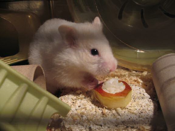 My hamster Lucy and the Apple-sushi I made for her.