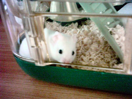 My hamster Lucy!