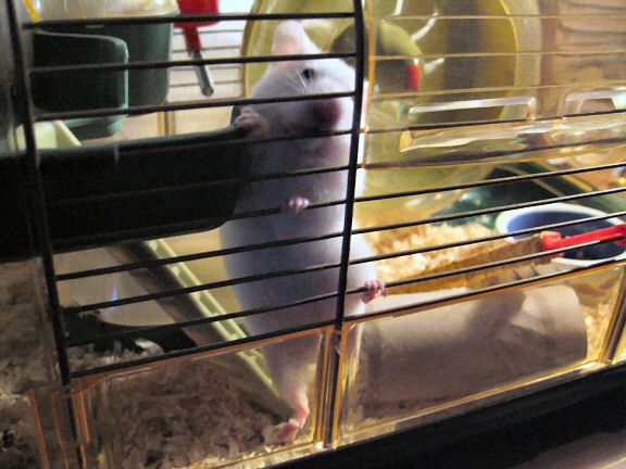 My hamster Lucy climbing in her cage.