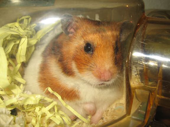 My hamster Lucy wakin' up.