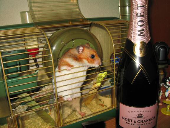 Party preparations with my hamster Lucy.