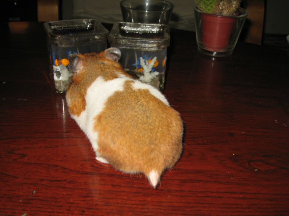 Coffee Table Fun with my hamster Lucy.