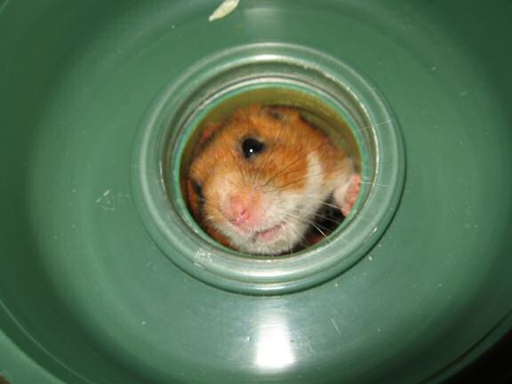 My hamster Lucy on cleaning ...