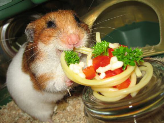My hamster Lucy enjoying her Simple Pasta dish.