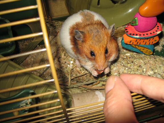 YEAAAAAAI for my hamster Lucy !