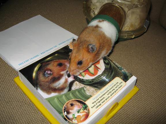 My hamster Lucy is featured on the CuteOverload.com Calendar today !