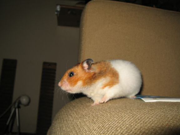 Quality Time on the Couch with my hamster Lucy.