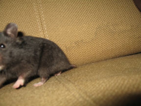 My hamster Lucy her first time on the couch...