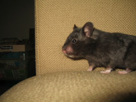 Memorable Couch-Time with my hamster Lucy...