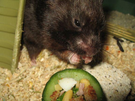 Ceasar Salad for my Hamster Lucy.