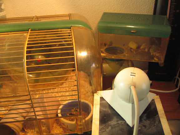 My hamster Lucy's Meditation Room change.