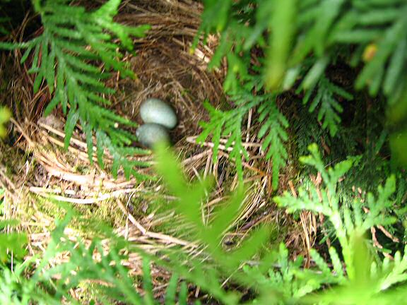 Picture of a birdsnest with two eggs, in my backyard.