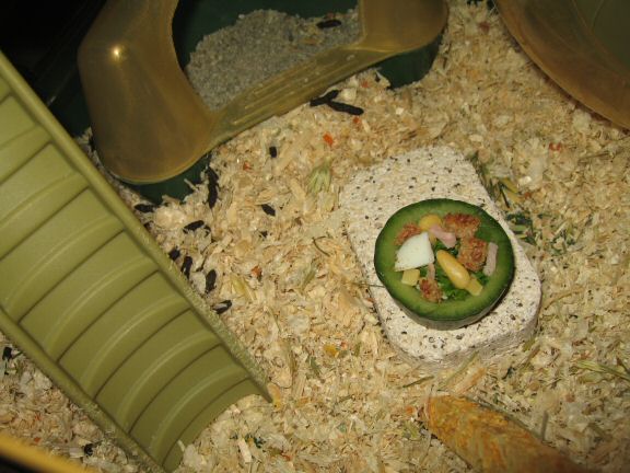 Cookin' Ceasar Salad for my hamster Lucy.