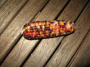 Picture of Corn I gave Lucy.