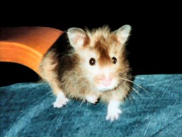 My first hamster, Jamy.