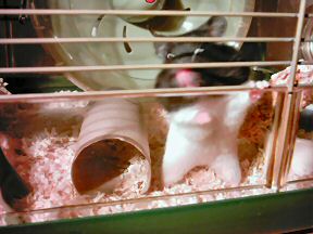 My third hamster Lucy!