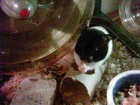 Picture of my hamster Lucy