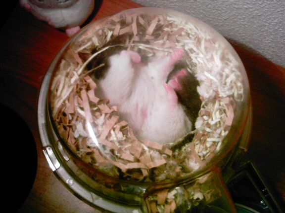 Picture of my hamster Lucy sleeping