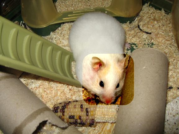 Picture of my hamster Lucy trying to put as much of corn in her pouches as possible.