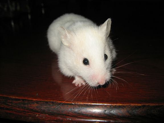 Picture of my hamster Lucy engaged in a tabletop photo shoot.