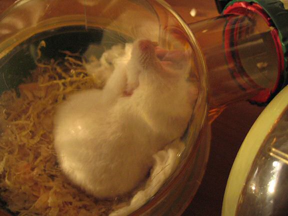 Picture of my hamster Lucy roaring! 