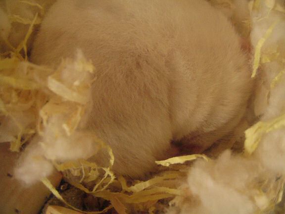 Picture of my hamster Lucy in deep sleep.
