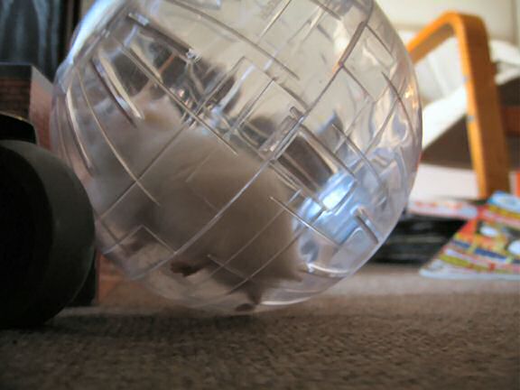 Picture of my hamster Lucy running around in her Explorer Ball.