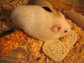Picture of my hamster Lucy enjoying her Micro-Cheeseburger.