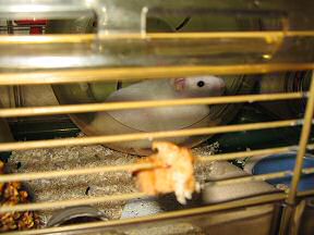 Picture of my hamster Lucy during the Toast & Peanutbutter experiment.