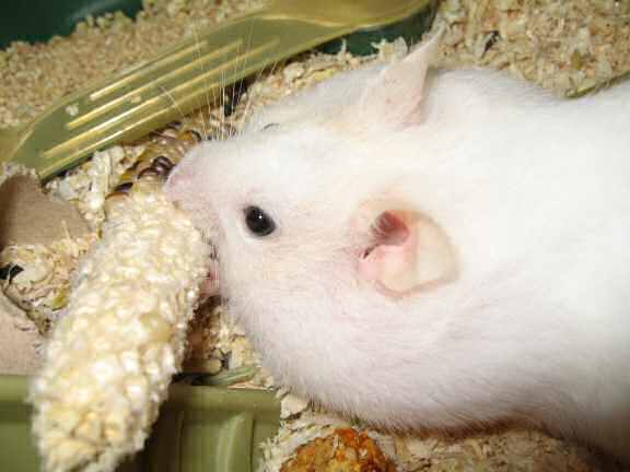 Picture of my hamster Lucy hoarding some corn.
