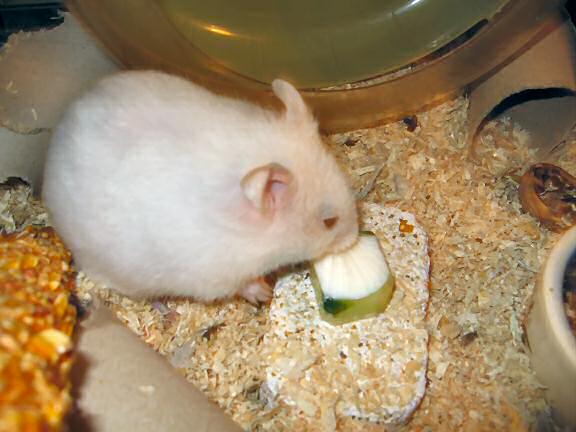 Picture of my hamster Lucy enjoying her yoghurt in a cucumber bowl.