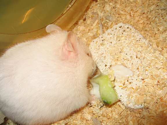 Picture of my hamster Lucy and yoghurt served in a Cucumber bowl.