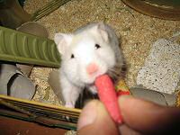 My hamster Lucy enjoying a Beetroot Stick from Hope Farms.