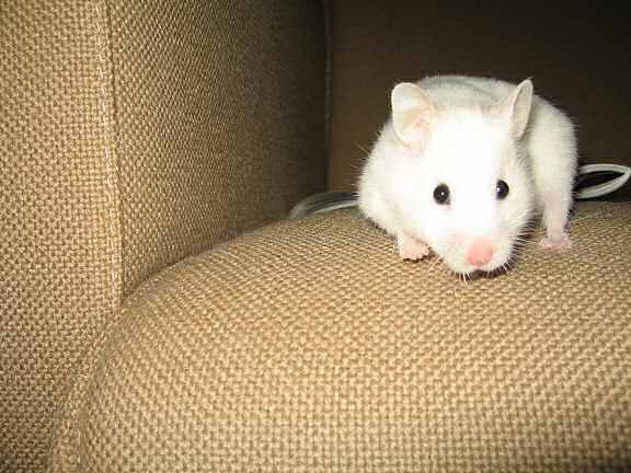 My hamster Lucy having fun on the couch!