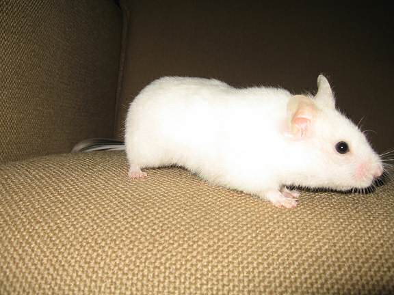 My hamster Lucy having fun on the couch!