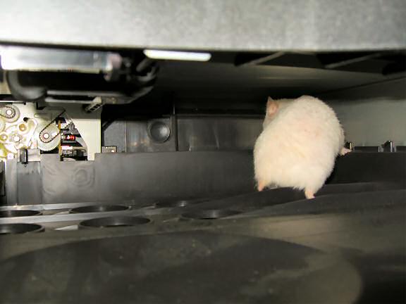 My hamster Lucy exploring the inside of my printer.