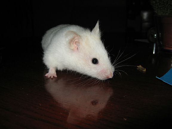 My hamster Lucy on the coffee table during a photoshoot.