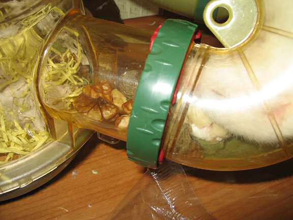 My hamster Lucy enjoying her Hamster-Banasplit/Cake.