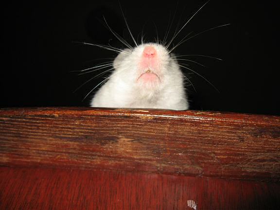 My hamster Lucy looking over the edge of the table, photographed from underneath.