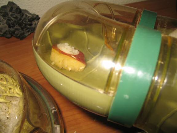 My hamster Lucy and the Apple-sushi I made for her.