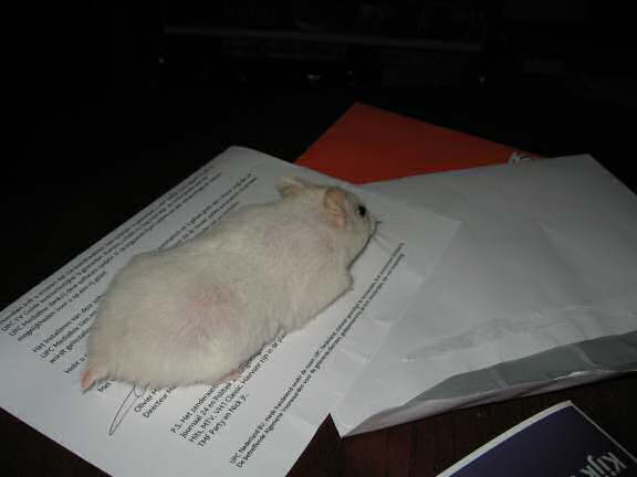 My hamster Lucy checkin' up on the mail on the coffee-table!