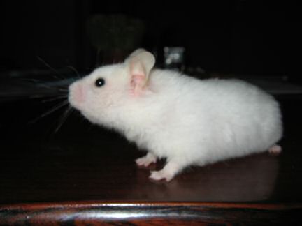 My hamster Lucy as a photomodel!