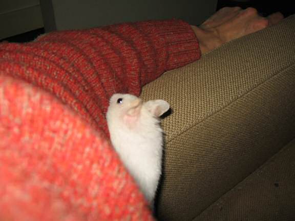 My hamster Lucy on the armrest of the couch.