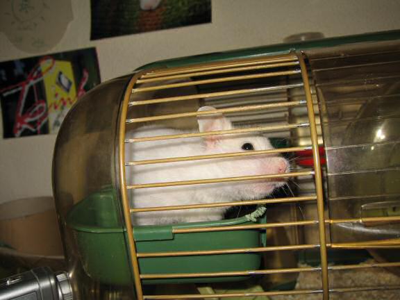My hamster Lucy wants out of her cage