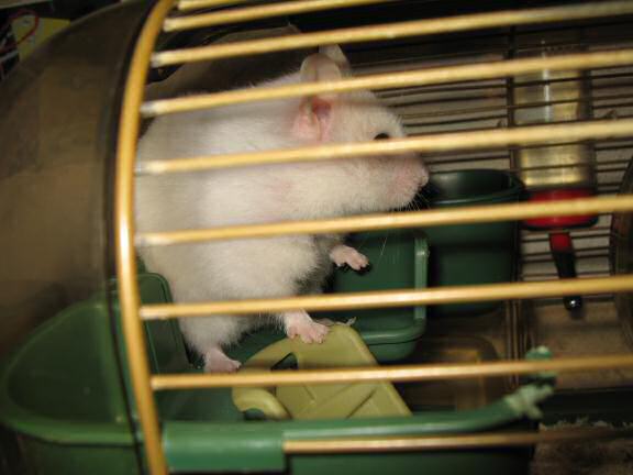 My hamster Lucy wants out of her cage