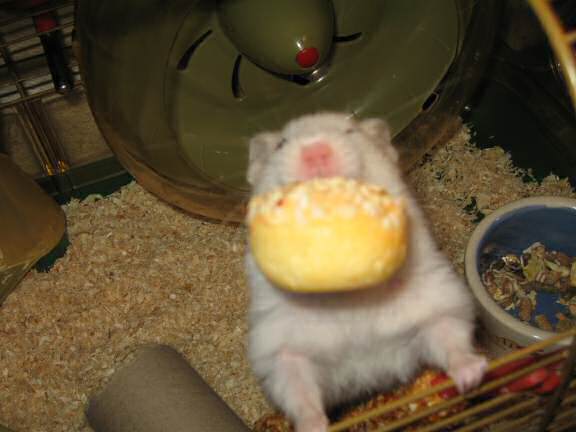 My hamster Lucy getting her first Vitakraft Muffin.