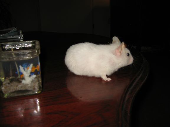 My hamster Lucy next to the 'aquarium candles' on the coffee-table.